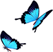 Butterfly - DSI Partners